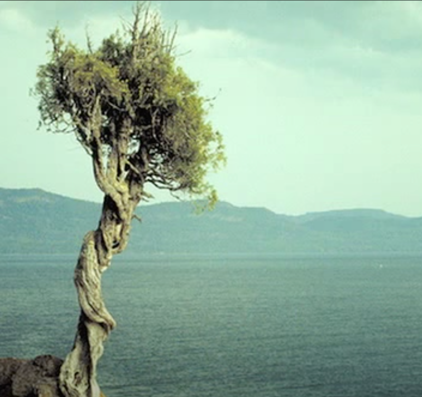labanese cedar